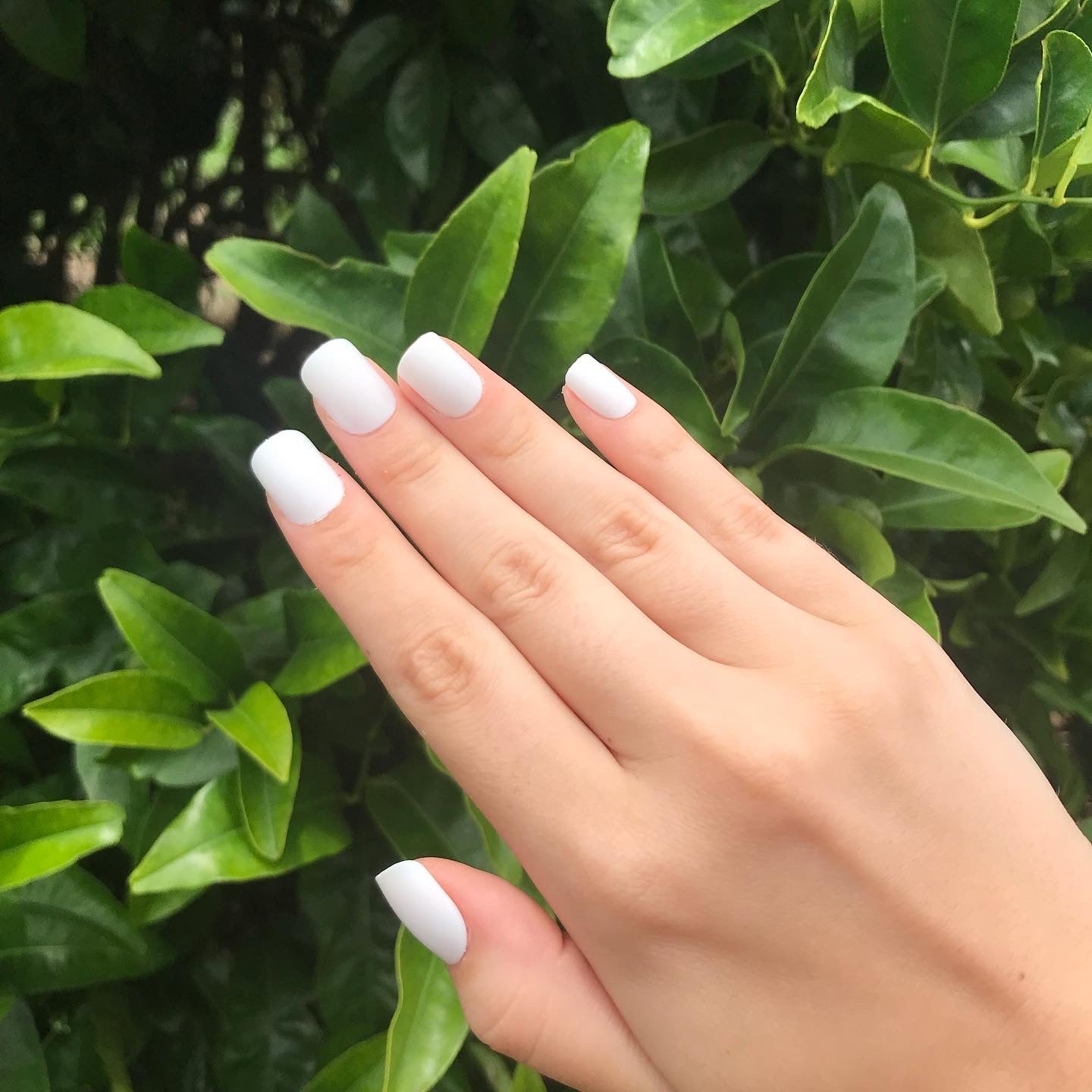 Ice